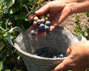 Handpicking blueberries