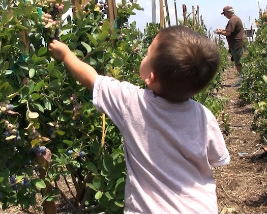 Child picking blueberries