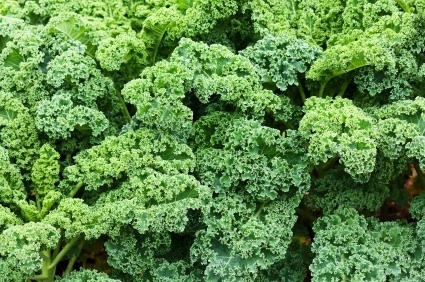 Kale is a rich source of omega-3 fatty acids.