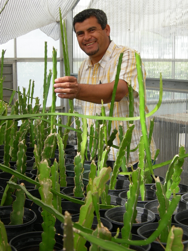 Smiling man in greenhouse with cactus plants.