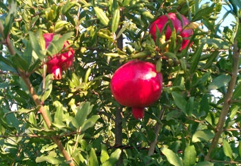 pomegranate350