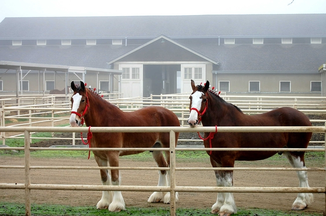 The  Budweiser Clydesdales at the Cole Facility, UC Davis