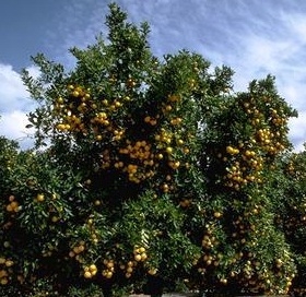citrus tree