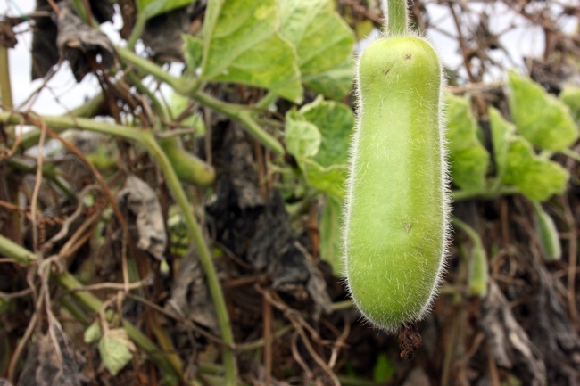 Close up on a fuzzy-skinned squash with vine in background.