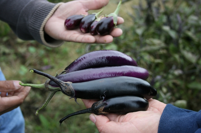 Hands holding differently shaped eggplants.