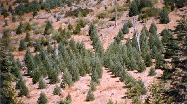 A Nelder Plot at Blodgett Forest Research Station in the Sierra Nevada mountains. Photo by Robert Heald.