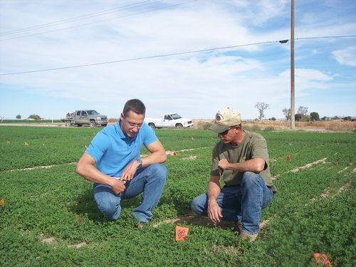 Farm Advisor Andre Biscaro Talks with Farmer Nick Van Dam about their Alfalfa Variety Trial