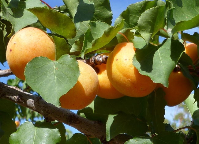 Royal Blenheim apricots on the tree.