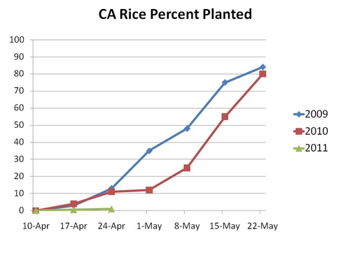 Rice planted