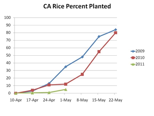 Rice planted