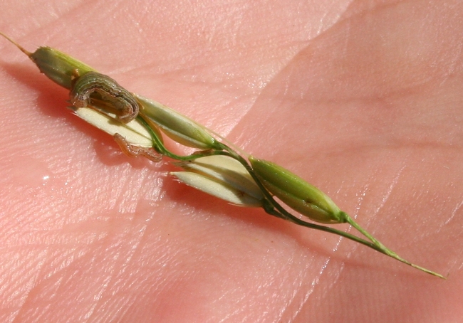 Armyworm in panicle