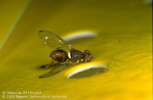 Olive Fruit Fly adult caught on a yellow sticky trap