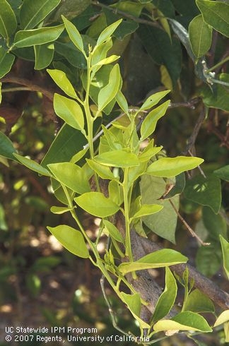 Nitrogen deficient is characterized by uniform  pale yellowing of the new leaves.
