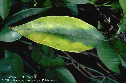 Magnesium deficiency has a bright yellow v shaped pattern to the top edge of the leaf.