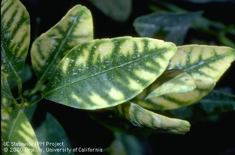 Zinc Deficiency damage appears as yellow interveinal leaf space.