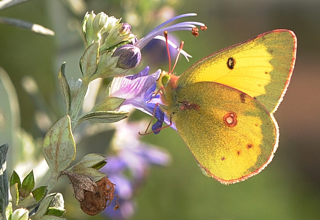 Male orange sulphur butterfly (Colias eurytheme) sipping nectar in the Haagen-Dazs Honey Bee Haven, Harry H. Laidlaw Jr. Honey Bee Research Facility at the University of California, Davis. (Photo by Kathy Keatley Garvey)
