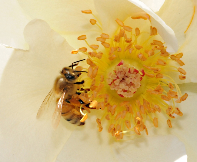 honeybeeonrose