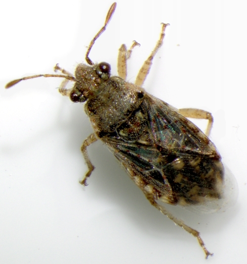 grass bug