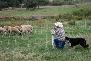 Farmer fencing in sheep with a dog nearby