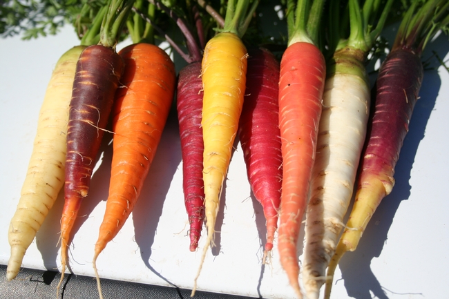 A group of carrots in different shades of red, orange, yellow, purple and white.