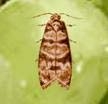 European Grapevine moth