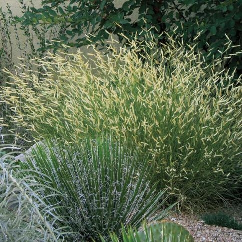 Blond ambition grass, Photo by High Country Gardens