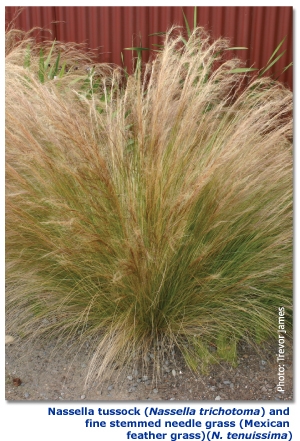 Nassella%20tussock%20(Nassella%20trichotoma)%20and%20fine%20stemmed%20needle%20grass%20(Mexican%20feather%20grass)%20(N %20tenuissima)