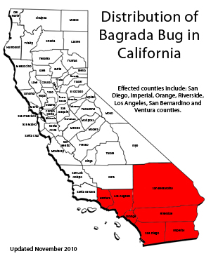 Bagrada bug distribution