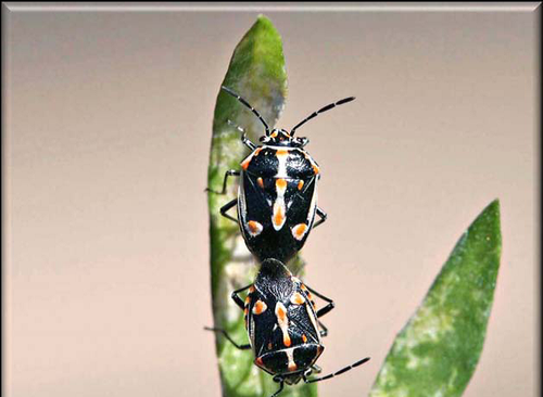 Bagrada bug mating   Photo by Gevork Arakelian