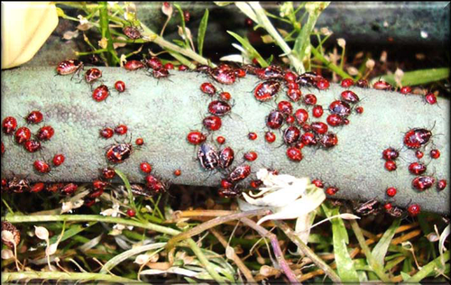 Bagrad Bug, various instars present photo by Delbert Crawford