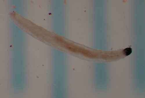 Dark-winged fungus gnat larva