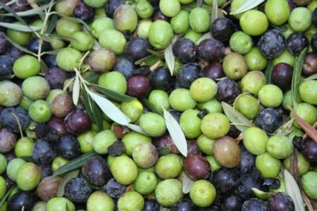 As of September 2011 California has approximately 30,000 acres of olives are in production.  California olive oil production has doubled since 2008.