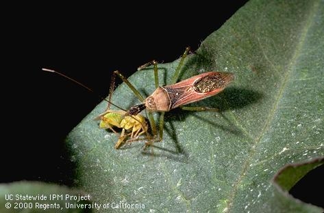 Adult leafhopper assassin bug ( Zelus renardii). Photo by Jack Kelly Clark.
