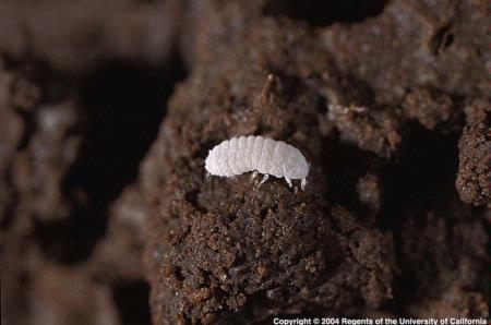 The ground mealybug feeds on basal stems and roots. Photo by Jack Kelly Clark.