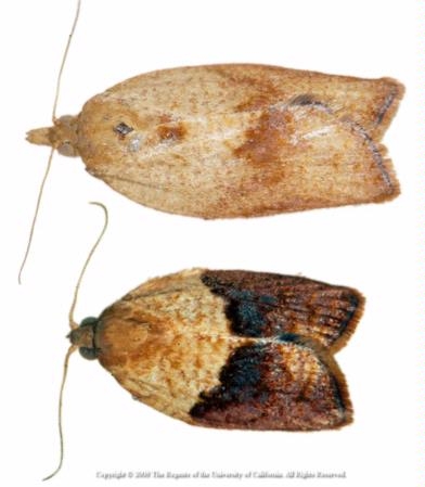 Adult light brown apple moths are light brown with dark brown markings. A female is shown on the top and a male below.
