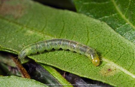 The larva of light brown apple moth is pale to medium green with a light brown lead. Photo by Jack Kelly Clark.