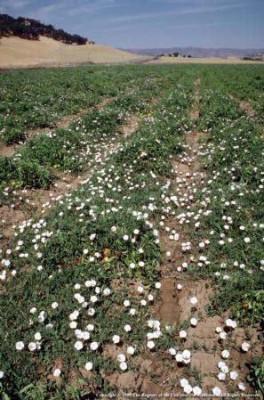 Weeds, such as this field bindweed in a tomato field, are plants that interfere with the growing of agricultural or landscape plants. They can also endanger the health or safety of people or animals.