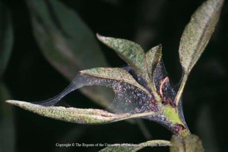 Plants with heavy infestations of spider mites may have yellowish stippling and webbing on their leaves. Photo by Jack Kelly Clark.