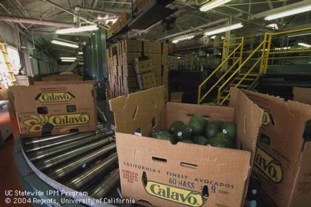 Study of postharvest handling, storage, and shipping helps to keep our food safe.  Photo by David Rosen.