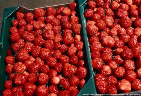 Strawberries are the highest value crop in Ventura County. Oleg Daugovish and his collaborators work to improve yield while minimizing potential environmental impacts.