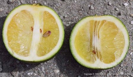This photo shows small, lopsided fruit, dark seeds, and rind that does not color properly due to huanglongbing. Plants closely related to citrus are also hosts to ACP and can become infected with huan