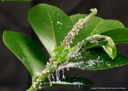 Please check your citrus trees often for signs of Asian citrus psyllid. This photo shows a heavy infestation. Photo by M.E. Rogers.