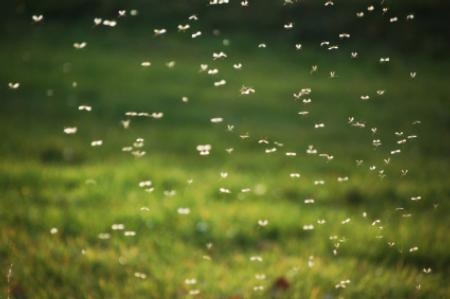 Mosquito populations can increase rapidly in warm weather. Eliminating standing water on your property is an easy and effective way to help manage populations.