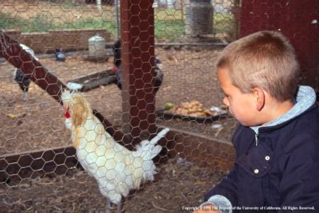 UC ANR has resources to help residents raise poultry at home.