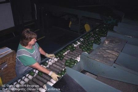 Harvested avocados on conveyor belt in packing house, being visually inspected and damaged fruit being hand culled by worker in Santa Paula, Photo by David Rosen.