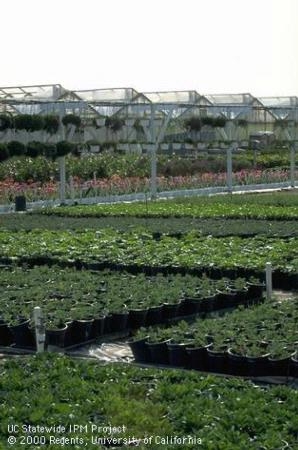 Ventura County agriculture includes ornamental nursery container-grown plants. Photo by Jack Kelly Clark.