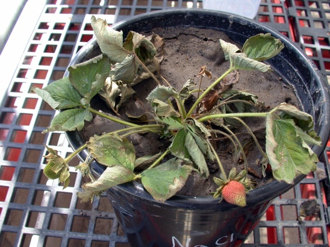 Ventana strawberry irrigated with water with Electrical conductivity=20 dS/m; Salt: Sodium chloride, NaCl