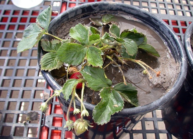 Ventana strawberry irrigated with water with Electrical conductivity=20 dS/m; Salt: Potassium sulfate, K2SO4