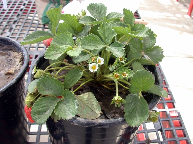 Ventana strawberry irrigated with water with Electrical conductivity=0 dS/m; Distilled water, H2O