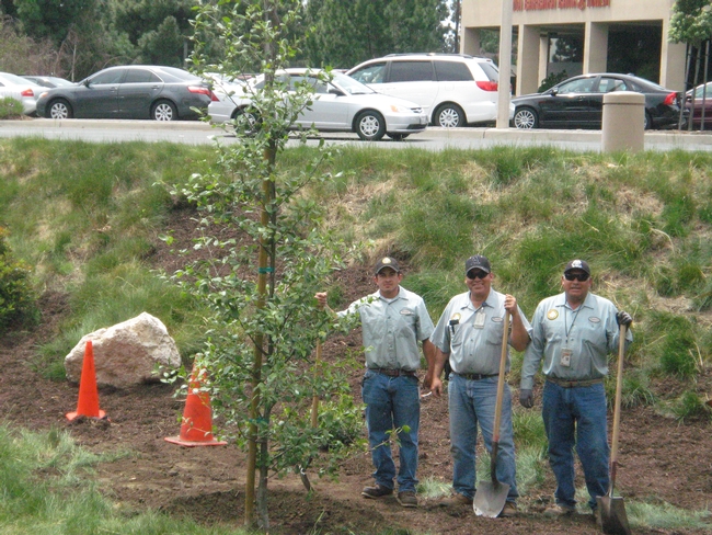 The County of Ventura Landscape Division reduces future labor, replacement, pest management and water costs, by planting the right plant in the right spot. These choices include the California native shown above, which thrives under low-water conditions and the occasional wet conditions the tree will experience in this bioswale.